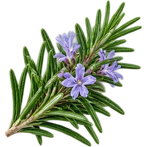Kamfora